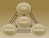 Figure 1  A dynamic relationship exists between the CNS, muscles, joints, and occlusion.